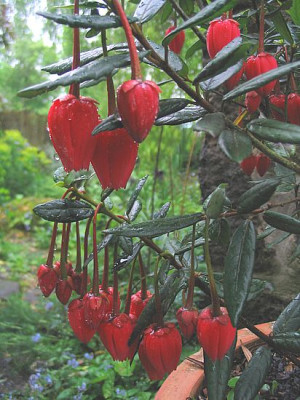 Crinodendron_hookeranum_fars.jpg