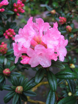 Rhododendron_trichostomum_2006.jpg