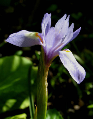 Iris_Sardinien_f.jpg
