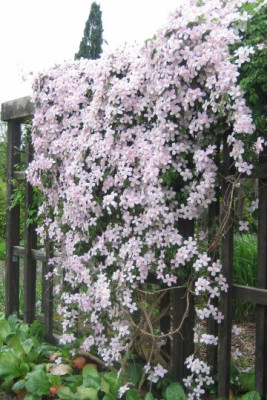 Clematis_montana_Rubens_04861.jpg