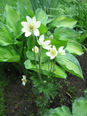 Anemone_multifida_06221.jpg