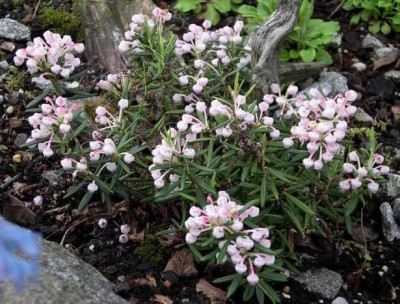 Andromeda_polyfolia_nana_2006-05-21.JPG
