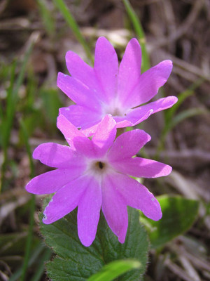 Primula_clusiana.jpg