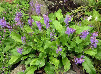 Wulfenia_x_schwarzii_2006-05-21.JPG