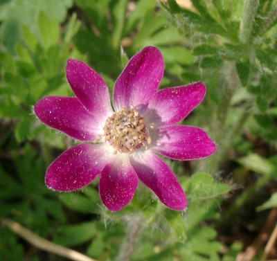 05180015_eAnemone_multifida_rot.JPG