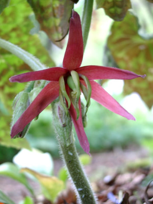 05220023_ePodophyllum_delavayi_Bluete.JPG