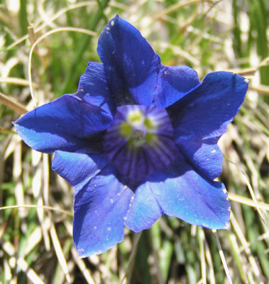 gentiana_acaulis.jpg