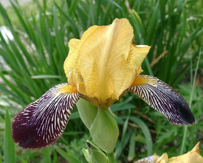 05220036_eIris_variegata_Saemling.JPG