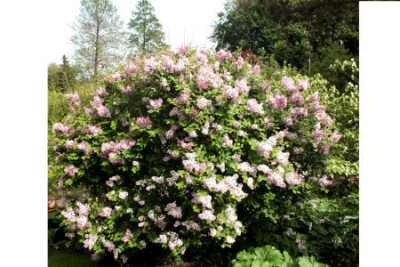 Syringa_meyerikugel_Palibin.jpg