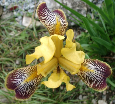 05220033_eIris_variegata_Saemling.JPG
