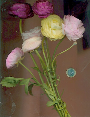 blumenstraublumen.jpg