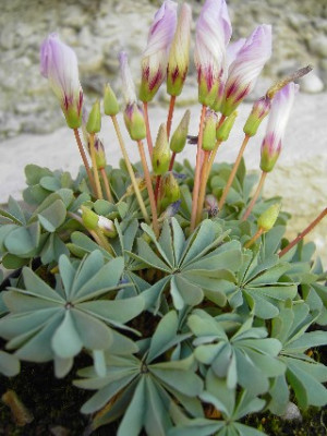 Web_oxalis.jpg