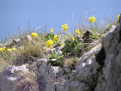 primula_auricula.jpg