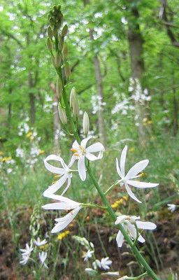 Anthericum_liliago_20060521.jpg