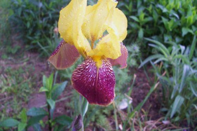 000_0972_Iris_von_Schlusselblume.jpg