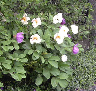 Paeonia_mlokoRimg0395.JPG