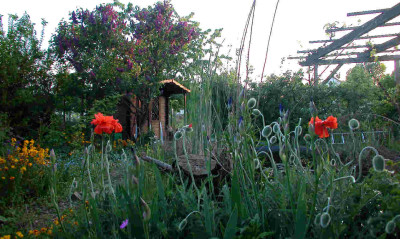 DSCN5030_Mohn.jpg