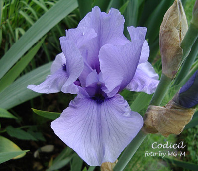 Imgp6016-Codicil.jpg