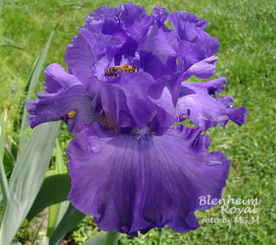 Imgp5972-BlenRoyal.jpg