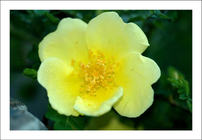 Rosa_Canary_Bird_1_22-05-2006.jpg