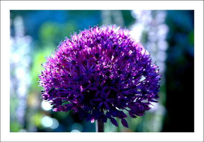 Allium_1_22-05-2006.jpg
