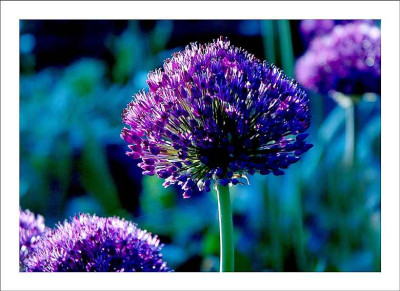 Allium_2_22-05-2006.jpg