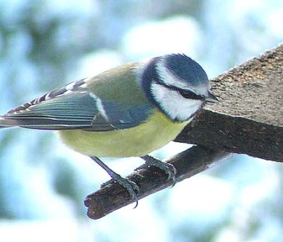blaumeise_vogelhaus.jpg