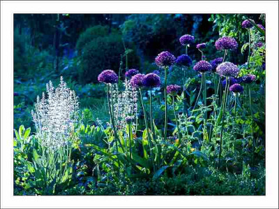 Wiesensalbei__Allium_1_22-05-2006.jpg