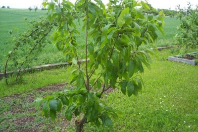 000_0982_Pappelmarone.jpg