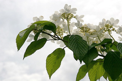 Mai-Himmel-Traum.jpg