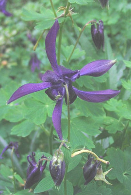 Aquilegia_vulgaris_Hybride_fars.jpg