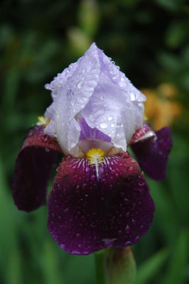 2006H471_Large.JPG