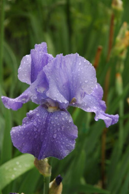 2006H485_Large.JPG