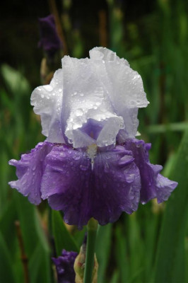 2006H488_Large.JPG