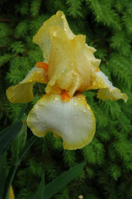 2006H492_Large.JPG