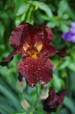 2006H498_Large.JPG