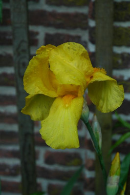 2006H500_Large.JPG