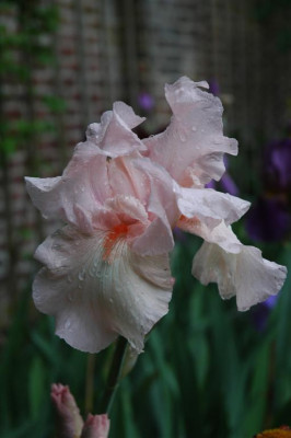 2006H499_Large.JPG