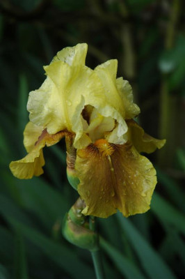 2006H503_Large.JPG