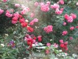 gartenmystik2005_2.JPG_kompr.JPG
