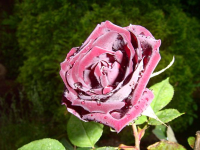 louisXIV23.05.06.jpg
