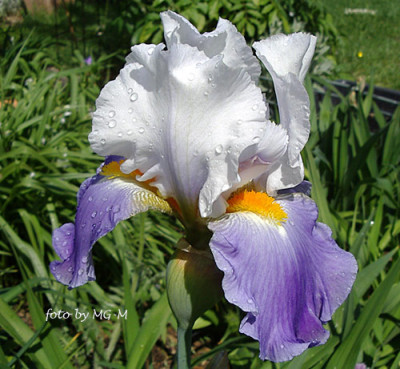 Imgp6039-unbek.jpg