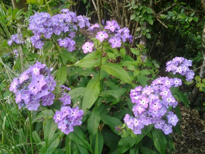 20150712_192433.jpg