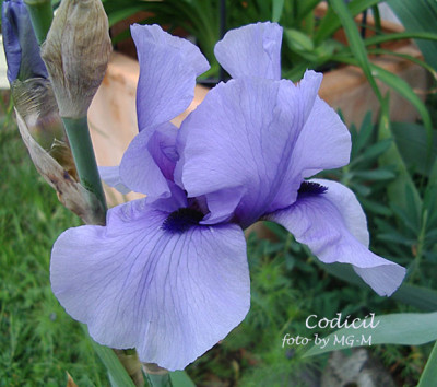 Imgp6029-Codicil.jpg