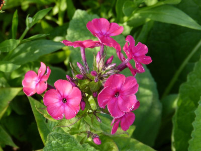 2015-07-16 Phlox 'Alenki Tsvetotshek'.jpg