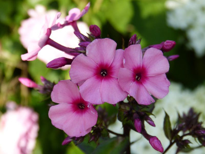 2015-07-16 Phlox 'Argus'.jpg