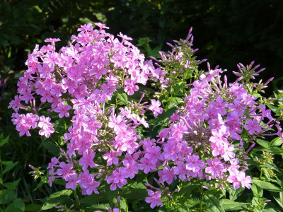 2015-07-16 Phlox 'Christine'.jpg