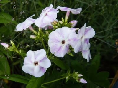 2015-07-16 Phlox 'Die Holde'.jpg