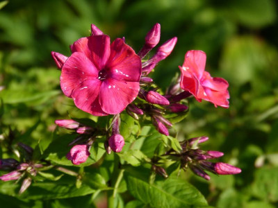 2015-07-16 Phlox 'Juliglut'.jpg