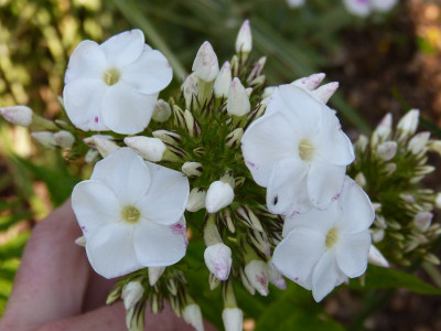 2015-07-16 Phlox 'Monte Cristallo'.jpg
